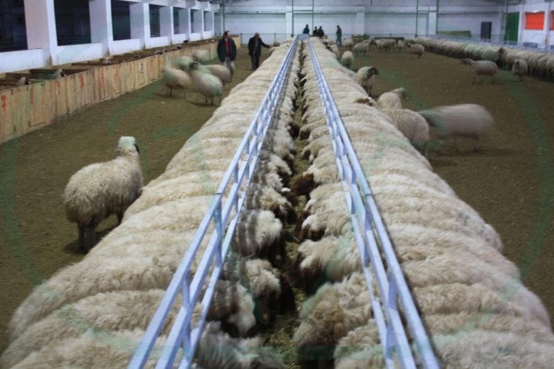 Voerband Turkije_26